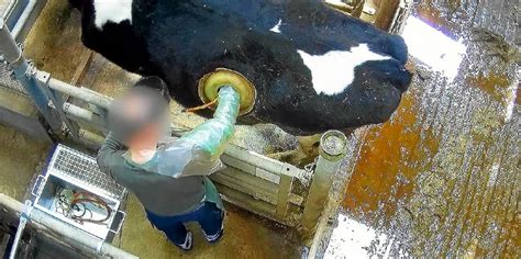 l214 petition hublot|[VIDÉO] Stop aux vaches à hublot .